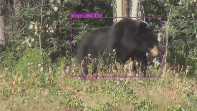 Bear