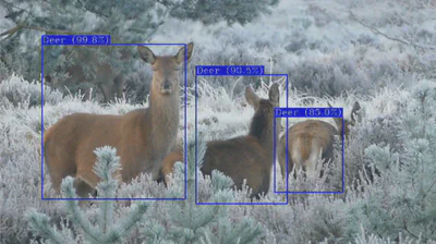 Deer