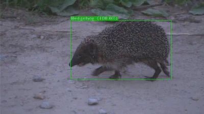 Hedgehog