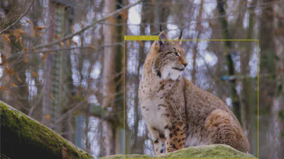 Lynx
