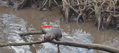 Otter