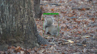Squirrel