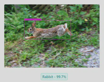Rabbit