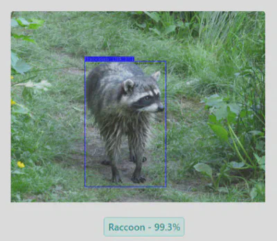 Raccoon