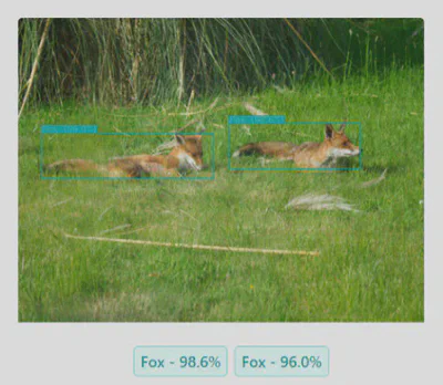 Fox