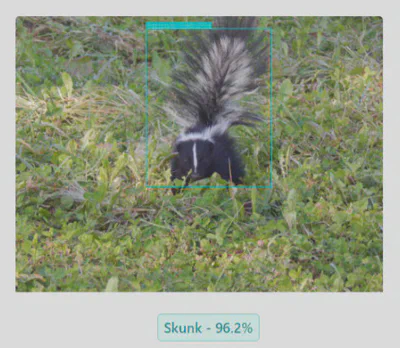 Skunks