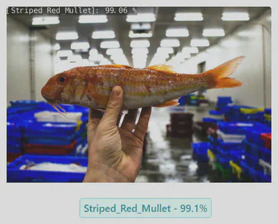 Striped Red Mullet